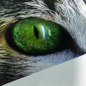 Tecido Canvas Canvas sintético  4x0 Fosco Corte Reto Ideal para e fototelas e quadros